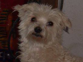 Paws For Freedom Summer/Fall Fundraiser
