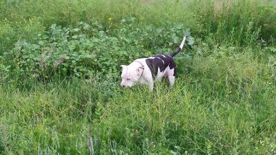 Essential Oils and Pets