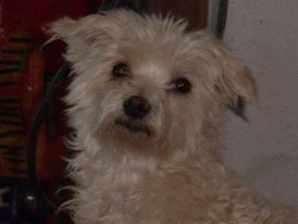 Paws For Freedom Summer/Fall Fundraiser
